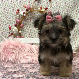 Misty - Black & tan tri-color female Morkie puppy in Monticello, Iowa from Ashley’s Puppies