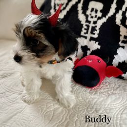 Biewer Terrier Puppies from Blue Water Biewers LLC