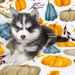 Encino - Blue male Pomsky puppy in Sheffield, Iowa from Clover Ridge Pomskies
