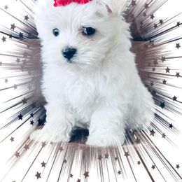 Maltese Puppies from Rockin Rivers AKC Maltese & Malshi's