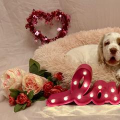 Clumber Spaniel Puppies from Lemontree Clumbers