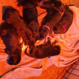 German Shepherd puppies from Hillside Shepards
