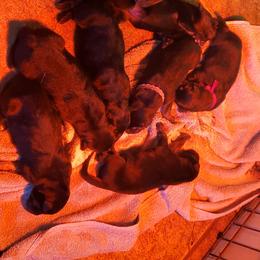 German Shepherd puppies from Hillside Shepards