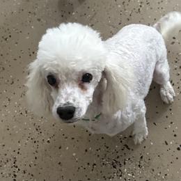 Lucy - Poodle