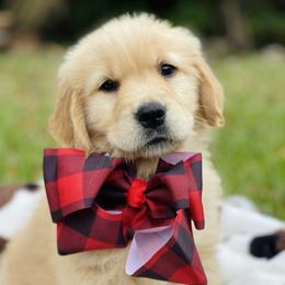 Golden Retriever Puppies from All shades Golden