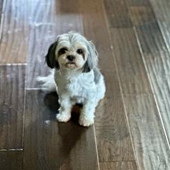 Lil’Miss - Mal-Shi