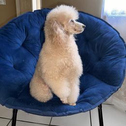 Regina Purita - Poodle
