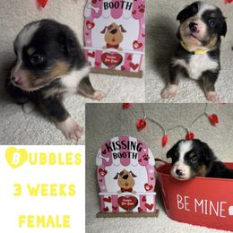Australian Shepherd Puppies from Kayla's Aussies