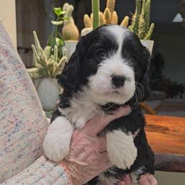 Telluride - Black and white male Cavapoo puppy in Las Cruces, New Mexico from Moongate Cavaliers