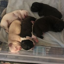 Boston Terrier, Bulldog, and French Bulldog Puppies from Tracy’s TLC Club