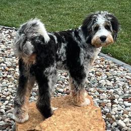 Bernedoodle puppies from Route 66 Poodles & Doodles, Sapphire Shih-tzu's of Ohio