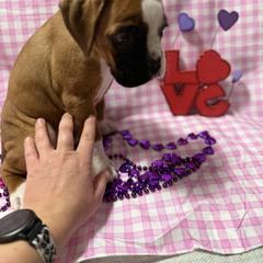 Green - Fawn female Boxer puppy in Caledonia, North Dakota from Goose River Boxers Co