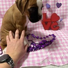 Green - Fawn female Boxer puppy in Caledonia, North Dakota from Goose River Boxers Co