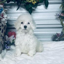 Lady - Apricot female Poodle puppy in Elgin, South Carolina from Silver Bells Paw Prints