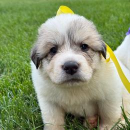 Miss Yellow - White and badger female Great Pyrenees puppy in Idaho from Portneuf Range Pyrenees