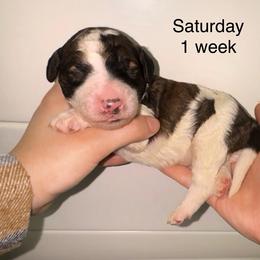 Saturday - Parti male Goldendoodle puppy in Suring, Wisconsin from Black Oak Doodles