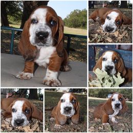 Lola- Red - Red and white female Basset Hound puppy in Jacksboro, Texas from Basset Hounds of Jacksboro, Tx