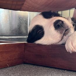 Border Collie Puppies from Roaring River Border Collies