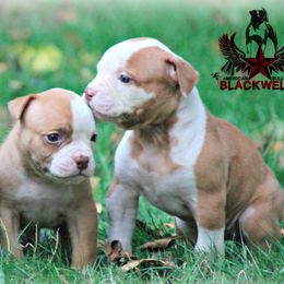 American Bulldog and French Bulldog Puppies from Blackwell's American & French Bulldogs