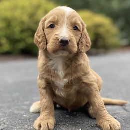Goldendoodles from Diller Doodle Pups