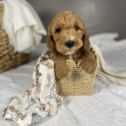 Goldendoodle Puppies from Joe and Dogs