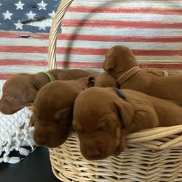 Vizsla Puppies from Waterfall Ranch Hungarian Vizslas