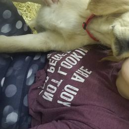 Golden Retriever Puppies from Goldens of Hamm Hollow