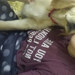 Golden Retriever Puppies from Goldens of Hamm Hollow