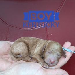 Kentucky - Red  male Goldendoodle puppy in Cambridge, Minnesota from Country Meadow Doodles