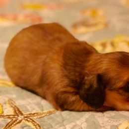 Dachshund Puppies from Little Lords & Ladies Dachshunds