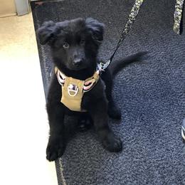 German Shepherd Puppies from Fancy GSDs