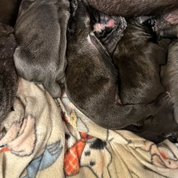 Girl 2 - Black female Cane Corso puppy in Tabor City, North Carolina from Dream Team Kennels