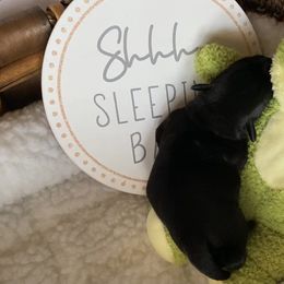 Miniature Schnauzer Puppies from Laurel Crown Schnauzers