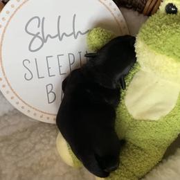 Miniature Schnauzer Puppies from Laurel Crown Schnauzers