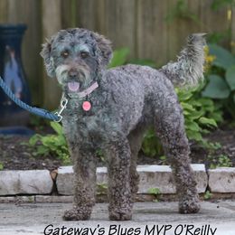 Reilly - Australian Labradoodle