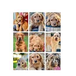 Bernedoodle and Goldendoodle Puppies from K+C Doodles