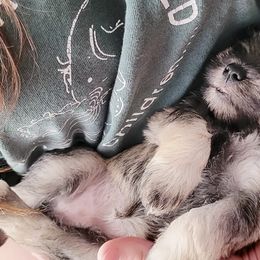 Miniature Schnauzers and Poodles from J's Puppies