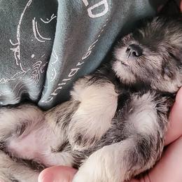 Miniature Schnauzers and Poodles from J's Puppies