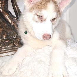 Siberian Husky Puppies from Springfield Huskies