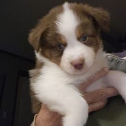 Hazel - Red tri-color female Australian Shepherd puppy in Athens, Tennessee from Mimi's Aussie