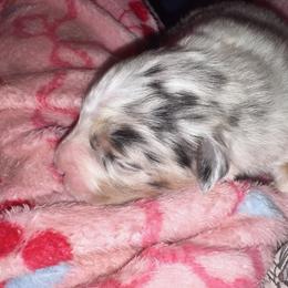 Butterfinger - Blue merle male Australian Shepherd puppy in Chaplin, Connecticut from Mystic Moon