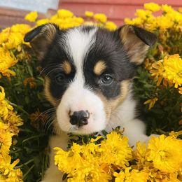 Pembroke Welsh Corgis from Cedar River Corgis