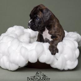 Grey - Brindle male Boxer puppy in Catlett, Virginia from Honey and Coal Kennels