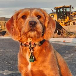 Ember - Labradoodle