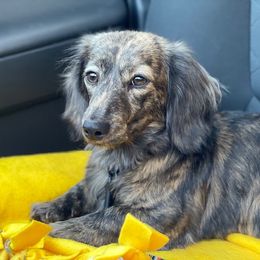 Virgie - Dachshund