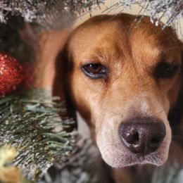 Trailer - Beagle