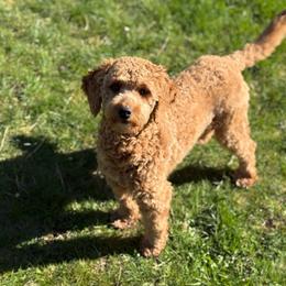 Rosie - Goldendoodle
