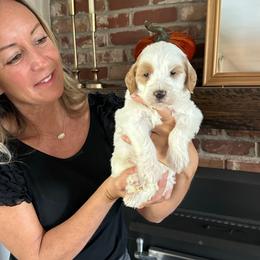 Oakley - Brown and white male Bernedoodle puppy in Yuba City, California from Ranch House Doodles