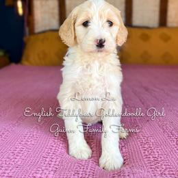 Lemon Lu English Teddybear - Parti female Goldendoodle puppy in Grove, Oklahoma from Guinn Family Farms