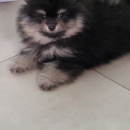 Keeshond and Pomeranian Puppies from Vivid Keeshond and poms